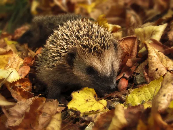 Blick auf zwei Igel im bunten Herbstlaub